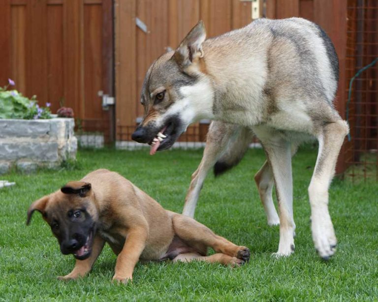 Hond valt uit naar andere honden Tinley Gedragstherapie voor Dieren