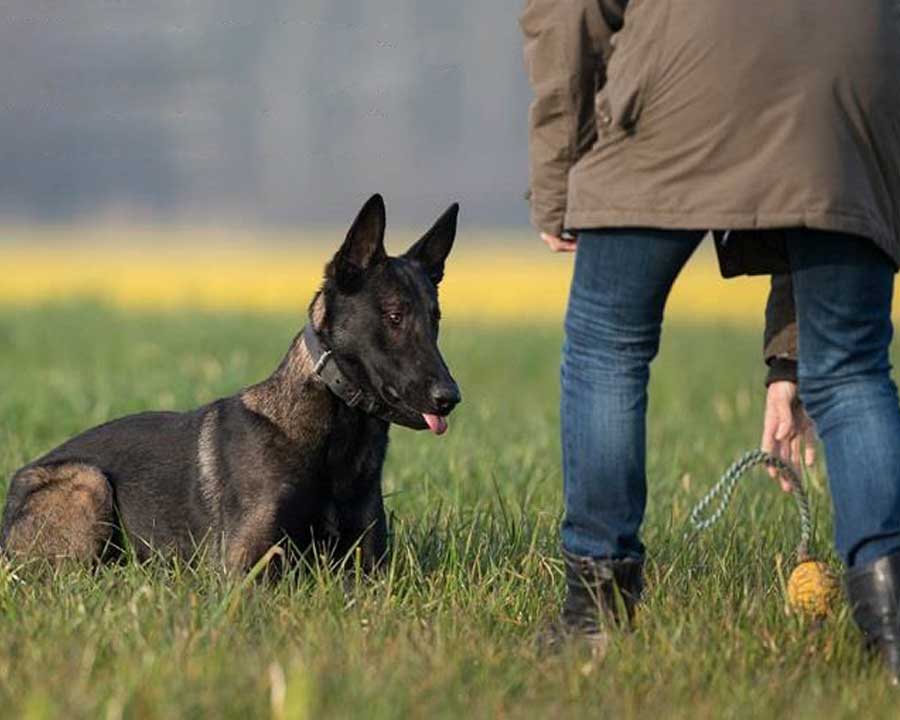 Zelfbeheersing-bij-honden