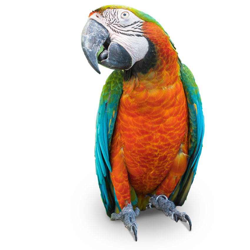 papagaai-hulp-gedrag