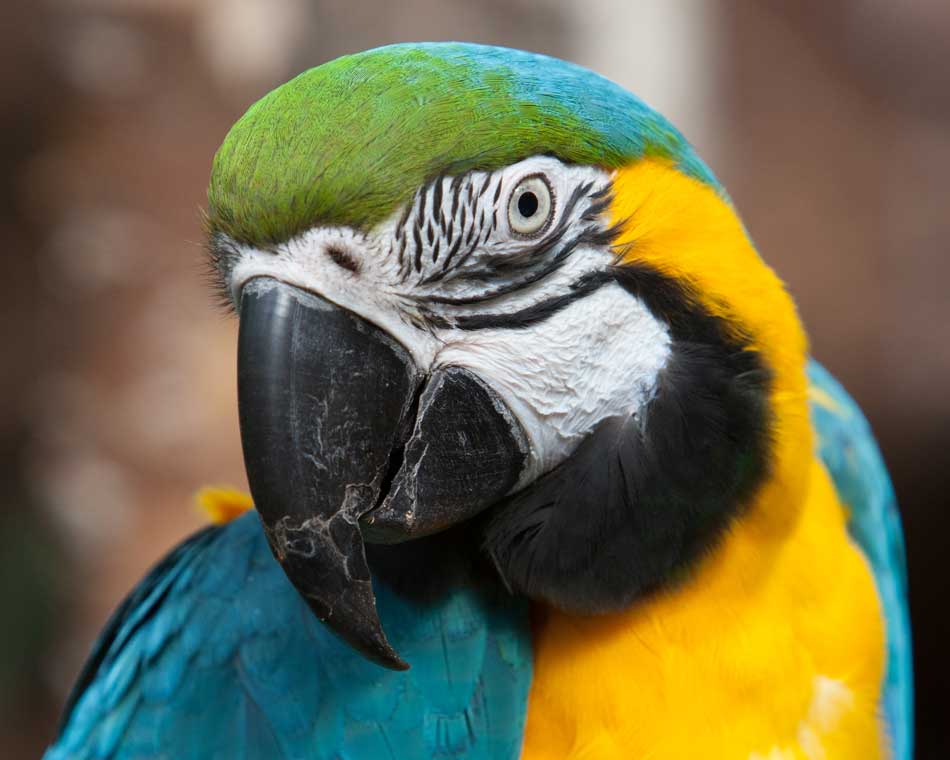 Gedragstherapie-papegaaien