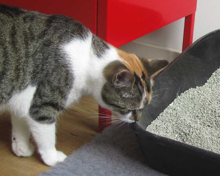 Mijn kat plast in huis - Tinley Gedragstherapie voor Dieren