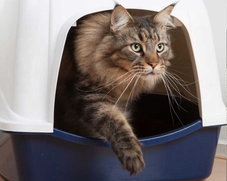 Mijn kat plast in huis - Tinley Gedragstherapie voor Dieren