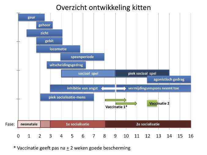 Ontwikkeling-kitten---scheidingsleeftijd