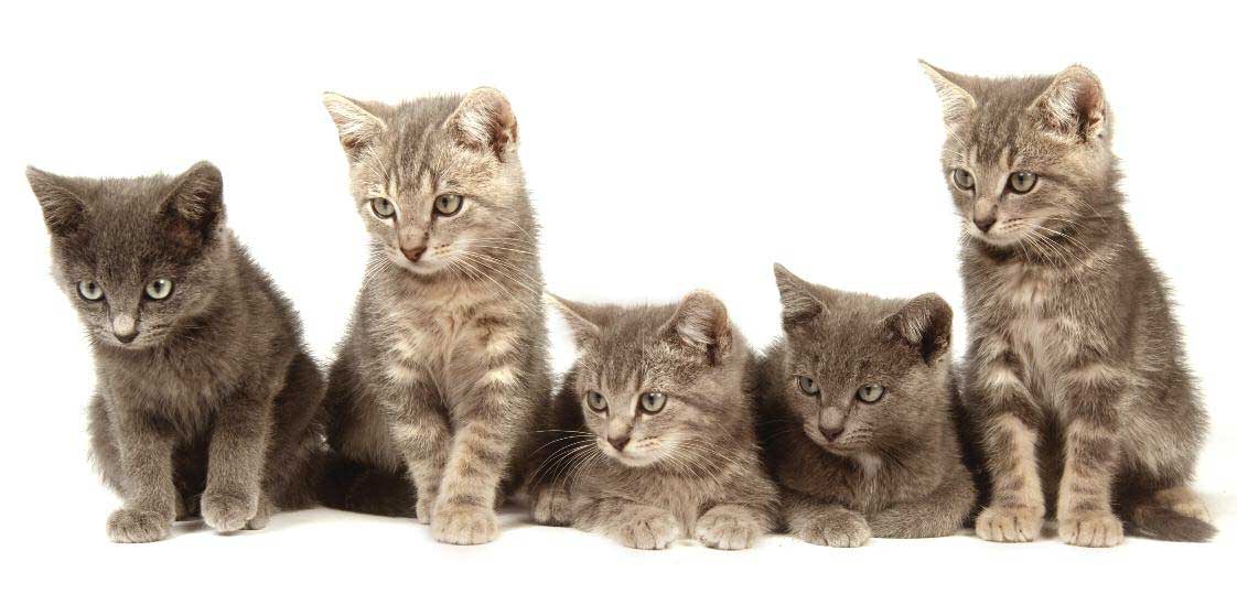 Kittens kennen gevoelige perioden die gekenmerkt worden door een onderdrukking van angst (angstinhibitie).