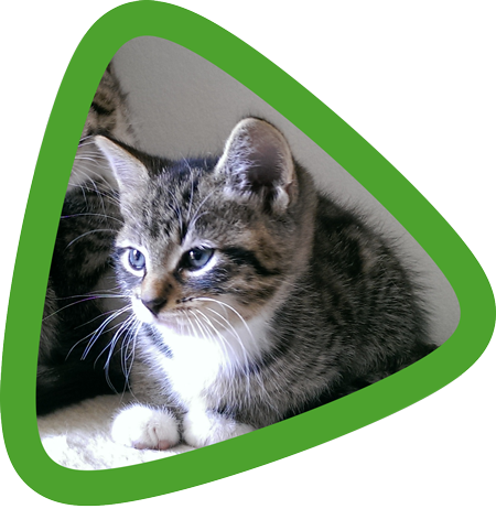 Scheidingsleeftijd-kittens-advies-verhuizen-BORIS-2