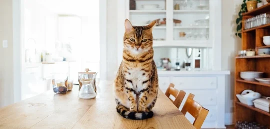 Online gedragstherapie voor katten kat op de keukentafel