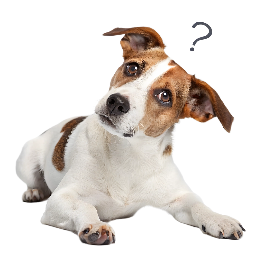 website Tinley gedragstherapie voor dieren 404 pagina niet gevonden Jack Russel klein